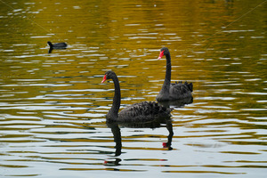 Products: Black Swans on Taylor Pass dam, South Island, New Zealand - SCP Stock