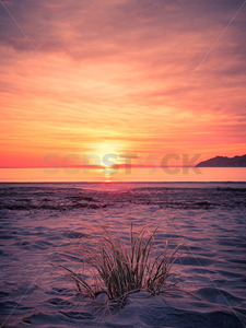 Grass on Mahia Beach at Sunset, Mahia, Hawke's Bay, New Zealand - SCP Stock