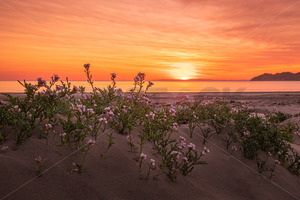 Products: Flowers growing in the dunes, Mahia Beach at Sunset, Mahia, Hawke's Bay, New Zealand - SCP Stock