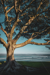 Waikanae Beach, Gisborne, Tairawhiti, Poverty Bay, New Zealand - SCP Stock