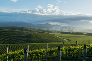 Products: Marlborough Vineyard, South Island, New Zealand - SCP Stock