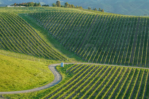 Marlborough Vineyard, South Island, New Zealand - SCP Stock