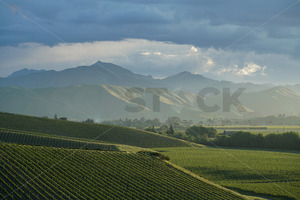 Marlborough Vineyard, South Island, New Zealand - SCP Stock