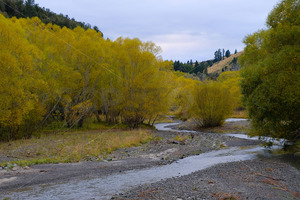 Products: Willow trees on the banks of the Upper Mason River, South Island, New Zealand - SCP Stock