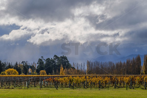 Products: Vineyard on Wairau Plain, Marlborough, south island, New Zealand - SCP Stock