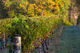 Row 15 - Vineyard timber strainer post in a New Zealand vineyard during early Au&hellip;
