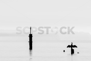 Pied Shags / Kāruhiruhi (Phalacrocorax varius) warming up, Ahuriri, Napier, Haw&hellip;