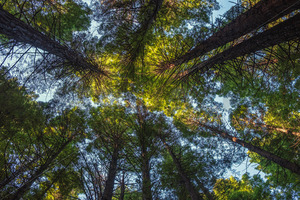 Looking Up - Bay of Plenty Redwood Forest - SCP Stock