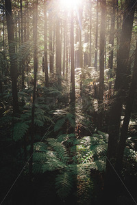 Aerial image of a New Zealand Tree Ferns growing amongst the Redwood Forest, Bay&hellip;