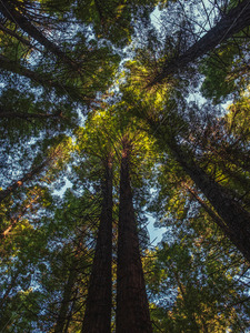 Looking Up - Bay of Plenty Redwood Forest - SCP Stock