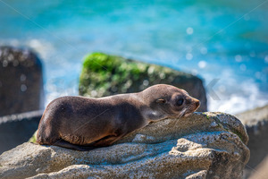 Products: New Zealand Fur Seal Pup resting on a rock, Napier, Hawke's Bay, New Zealand - SCP Stock