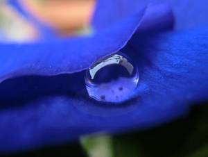 Between the Petals – Scrumble Photography