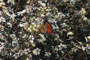 Tea Tree & Monarch Butterfly – Scrumble Photography