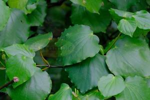 Products: Macro Lense: Kawakawa Leaves – Scrumble Photography