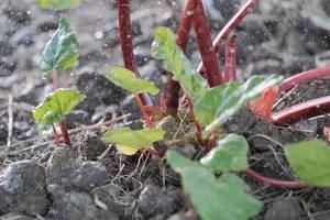 Products: Macro: Rhubarb Rain, inmygarden – Scrumble Photography