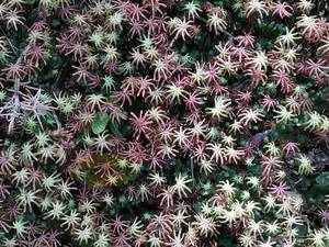 Marchantia, Kaipupu Scantuary – Scrumble Photography