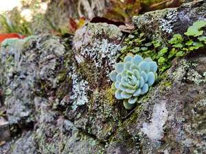 Products: Mexican Snowball on Rocks – Scrumble Photography