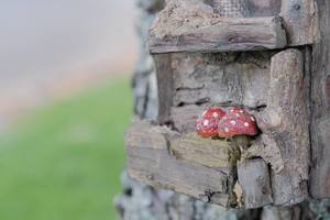 Fairy House toadstools – Scrumble Photography