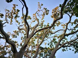 Products: Oak Tree on Sky – Scrumble Photography