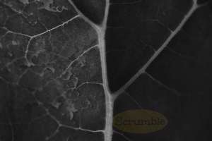 Products: Dahlia Leaf Veins – Scrumble Photography
