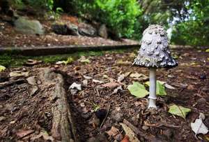 Inky Mushroom – Scrumble Photography