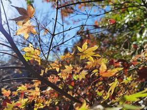 Products: Maple Leaf in Sunshine – Scrumble Photography