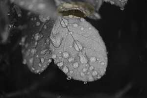 Products: Rose Leaf & Water Droplets – Closer – Scrumble Photography