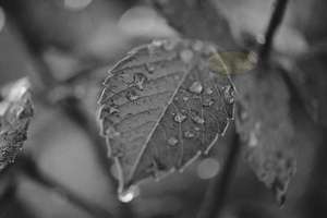 Rose Leaf with water Droplets – Scrumble Photography