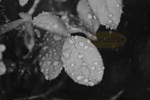 Products: Rose Leaves & Water Droplets – Scrumble Photography