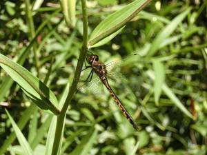 Dragonfly – Scrumble Photography