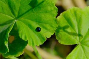 Products: LadyBird on Geranium Leaf – Scrumble Photography