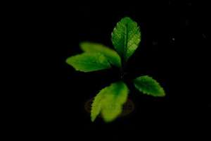 Leaves – Punga Log at Night – Scrumble Photography