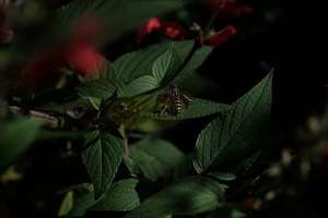 Products: Paper Wasp On Pineapple Sage Leaf – Scrumble Photography