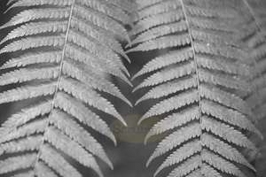 Products: Silver Fern Leaves – Scrumble Photography