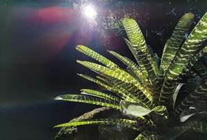 Snake Plant, Mt Eden Gardens – Scrumble Photography