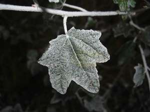 White Poplar Leaf – Scrumble Photography