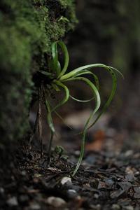 Products: Neinei on the wall – Scrumble Photography