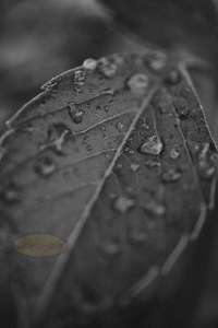 Rose Leaf with water Droplets – Scrumble Photography