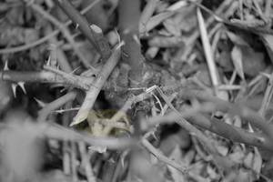 Bush Rose Sticks – Scrumble Photography