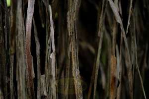 Cabbage Tree leaves wall – Scrumble Photography