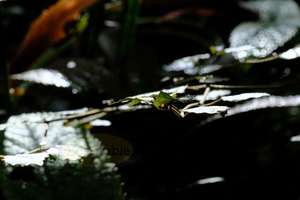 Leaf Platter – Level – Scrumble Photography