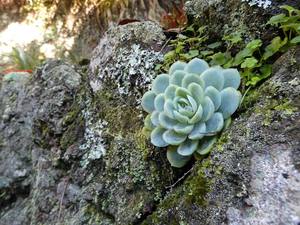 Products: Mexican Snowball, Mt Eden Gardens – Scrumble Photography