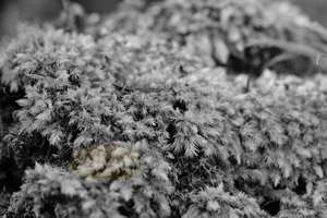Milk Moss – Scrumble Photography