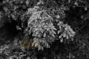 Milk Moss 2 – Scrumble Photography