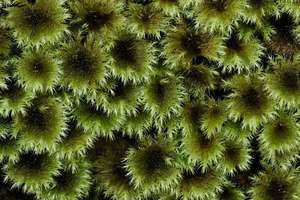 Mniodendron – Scrumble Photography