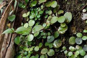 Products: Climbing Rata, Cascades, Waitakere Ranges – Scrumble Photography