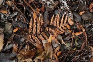 Products: Ground Foliage: Kauri Leaf on Fern – Scrumble Photography