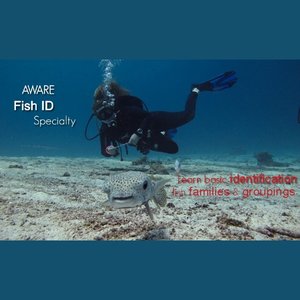 Fish ID Course - NZ Sea Adventures, NZ Sea Adventures