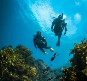 PADI Drysuit Diver Specialty - Wellington Scuba Diving - NZ FUN