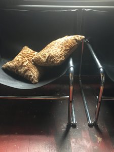 Ocelot Cushions - Search and Destroy